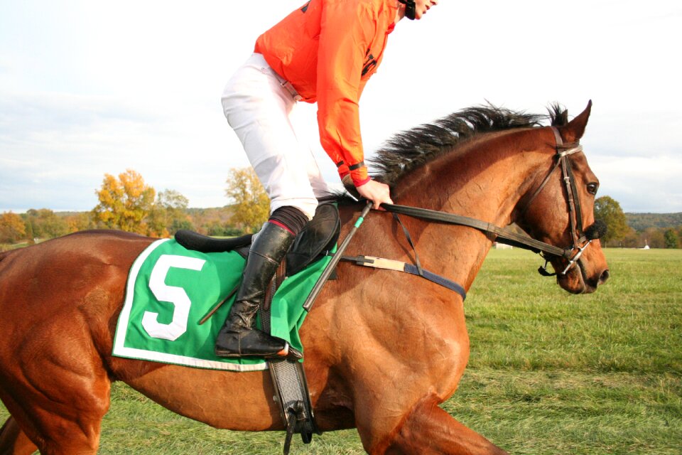 Animal race competition