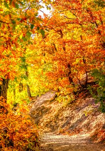 October colorful golden autumn photo