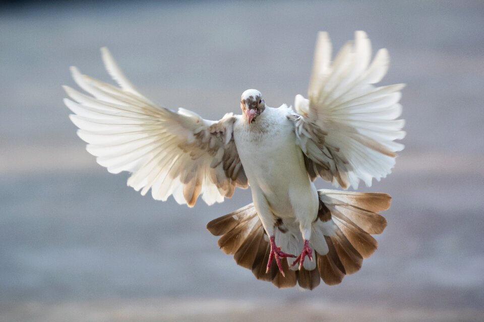 An animal flight