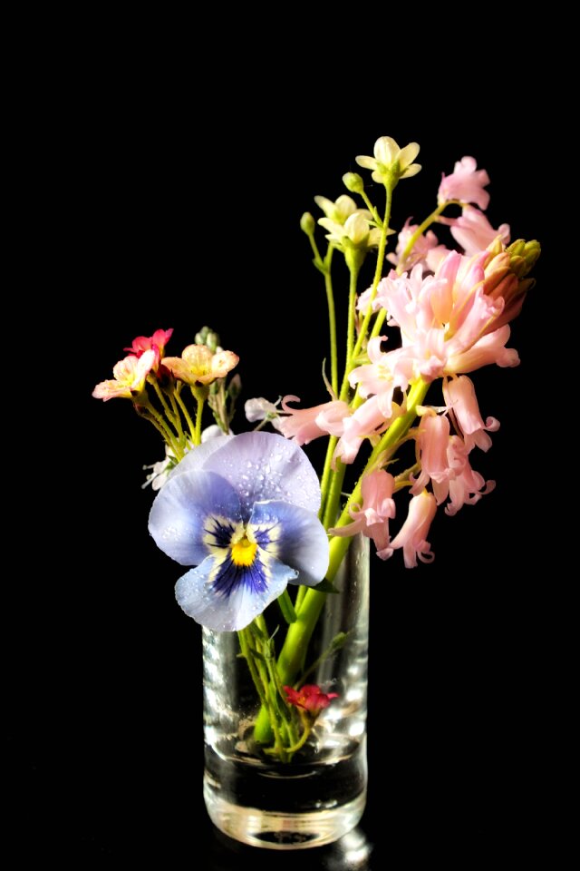 Glass early bloomer pansy