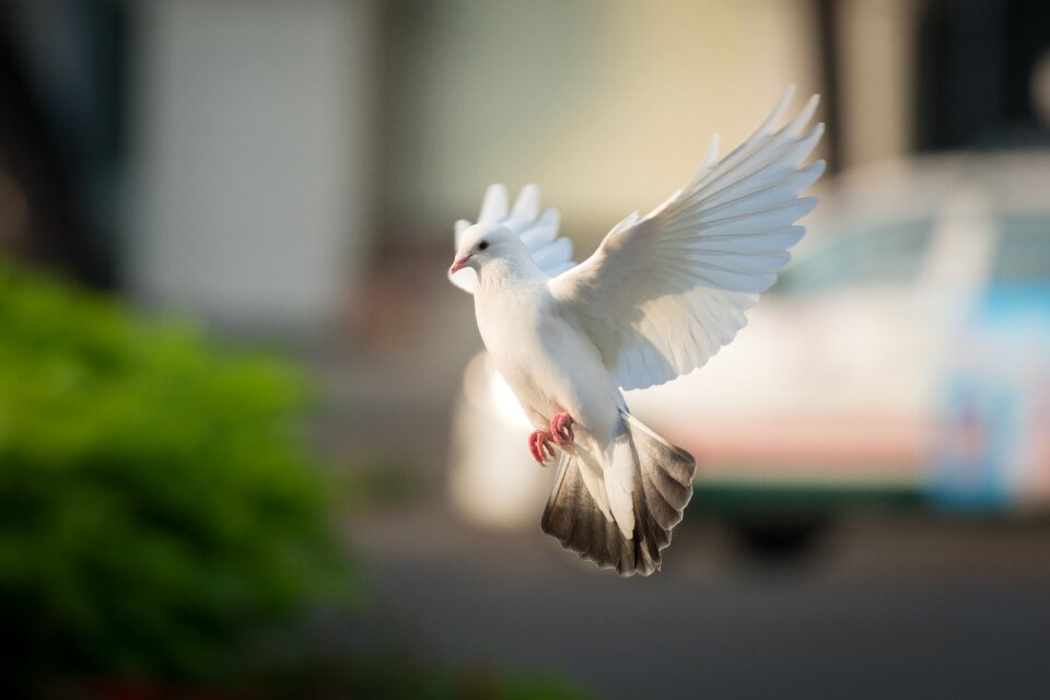 Fly bird animal