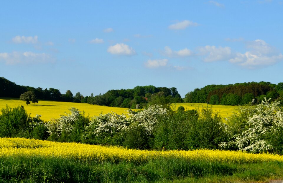 Oilseed rape blooming rape field landscape