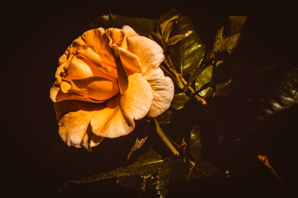 Blossom bloom romantic