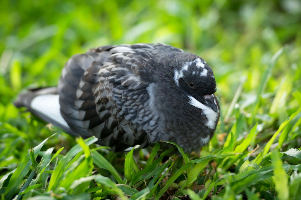 Dove bird garden photo