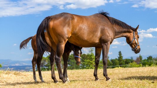 Animal view small-horse