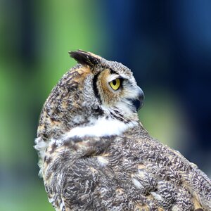 Raptor feathers wildlife photo