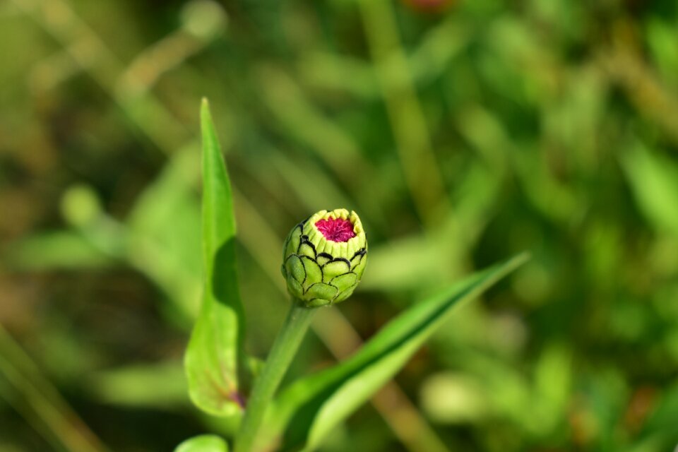 Flower buds flower bloom