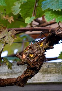 Vine wine rebstock