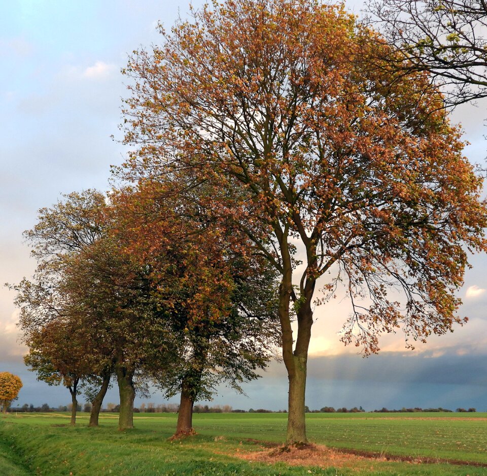 Fields tree sky