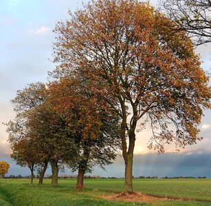 Fields tree sky