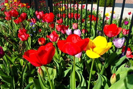 Bulbous dutch garden