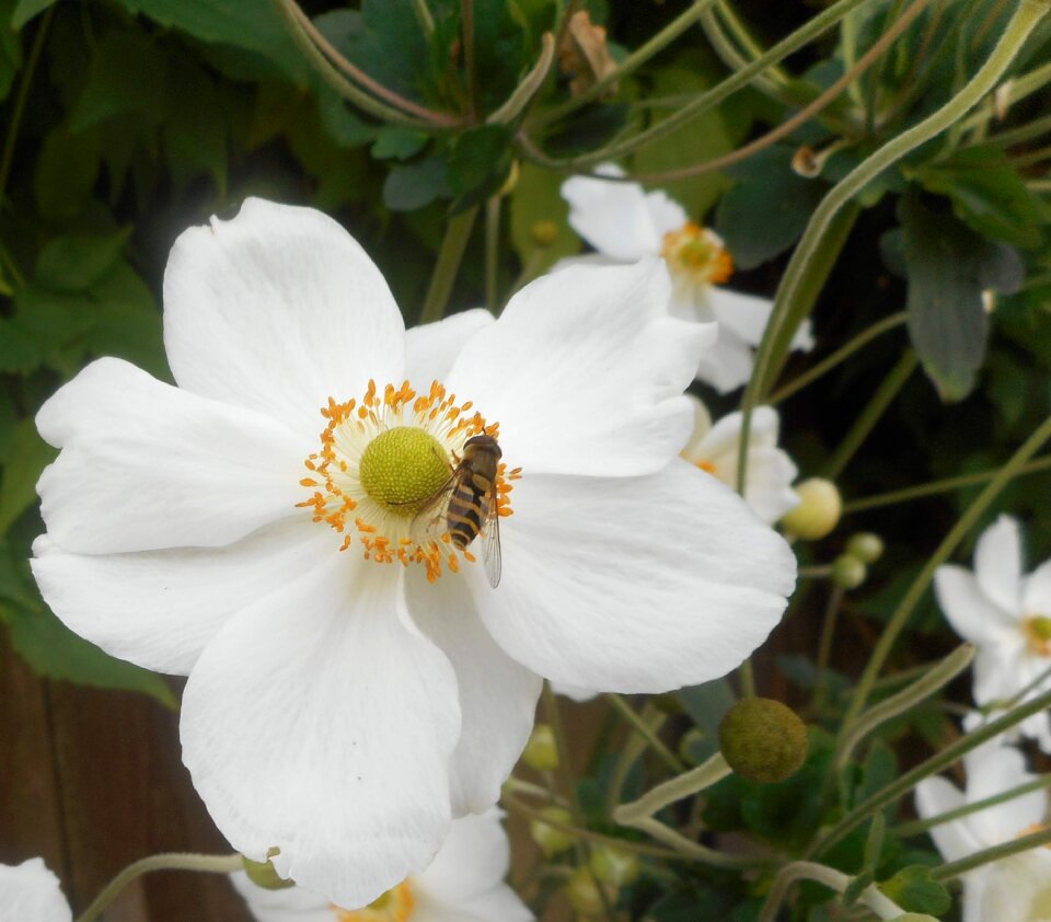 White flower bee nature