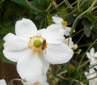 White flower bee nature photo