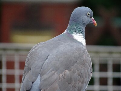 City pigeon bird street deaf