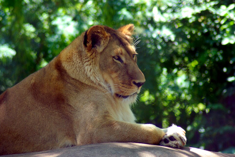 Animal predator portrait photo