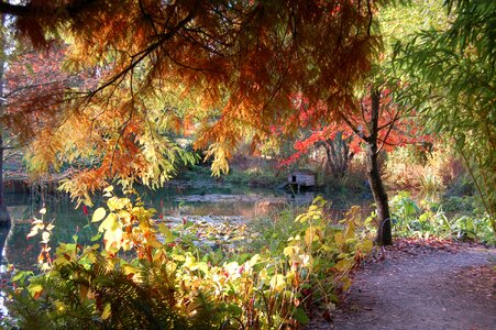 Nature pond tree