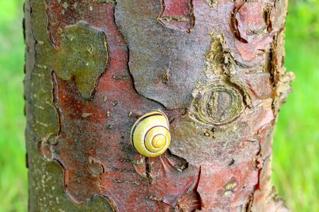 Meadow snail shell