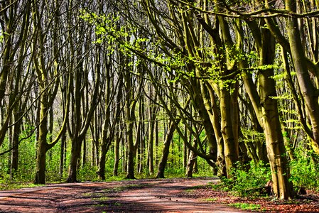 Tree lined lane trunk branches photo