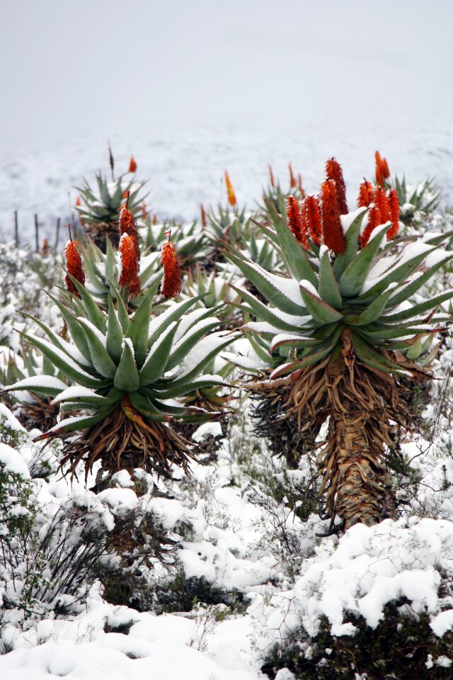 Aloe vera snow landscape