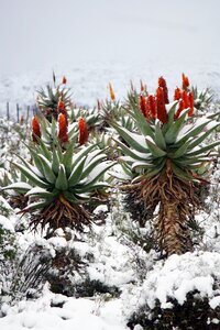 Aloe vera snow landscape