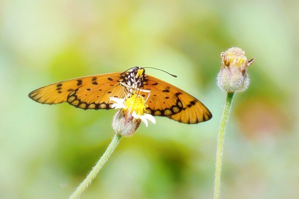 Butterfly yellow flowers