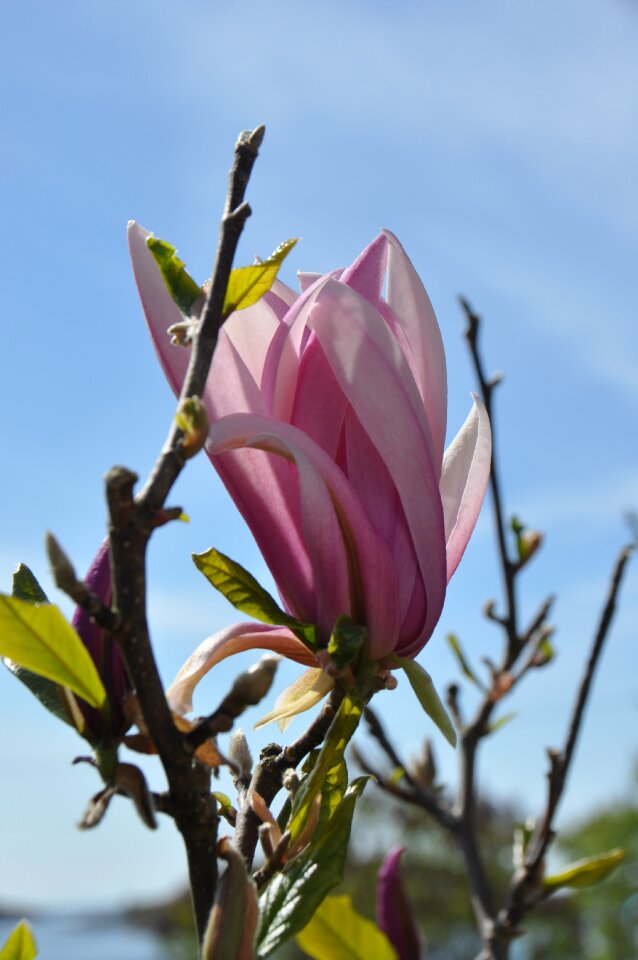 Magnolia flower branch photo