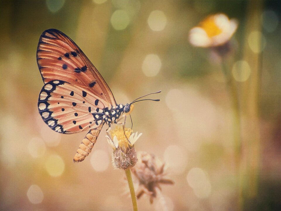 Butterfly colors bokeh