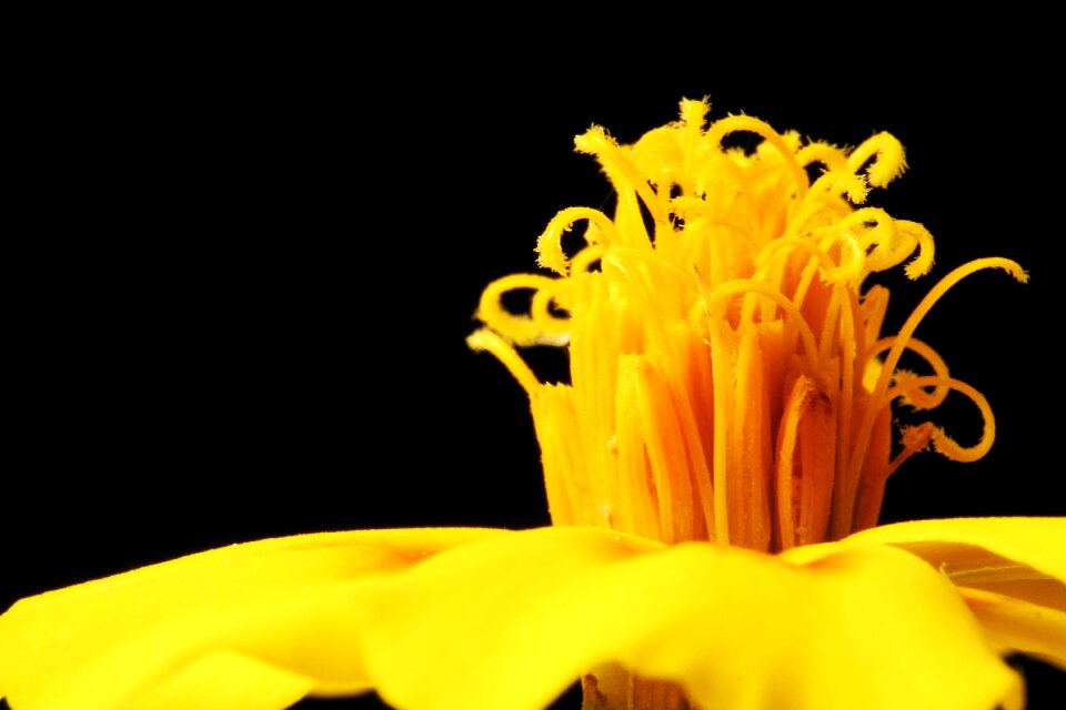Close up macro garden