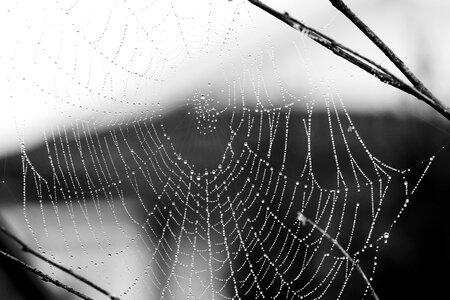 Nature cobweb gray web