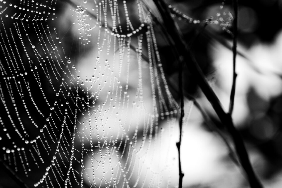 Spider web nature gray web