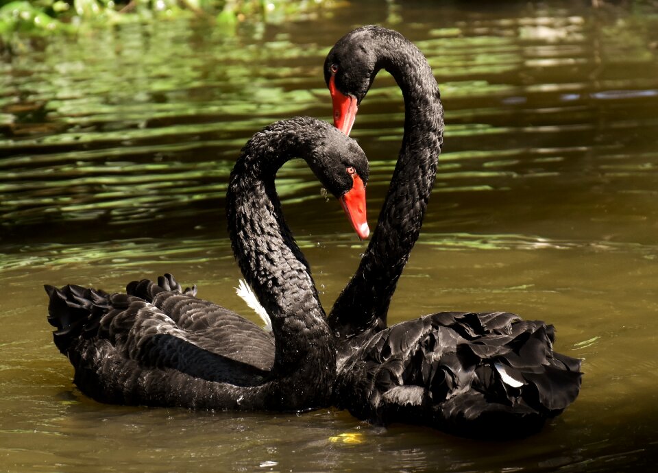 Water bird elegant lake