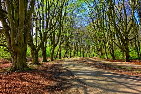 Tree lined tree lined lane spring green photo