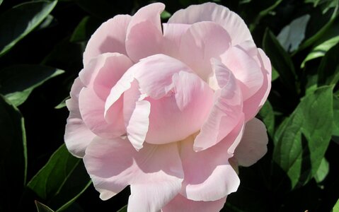 Peony flower pink photo