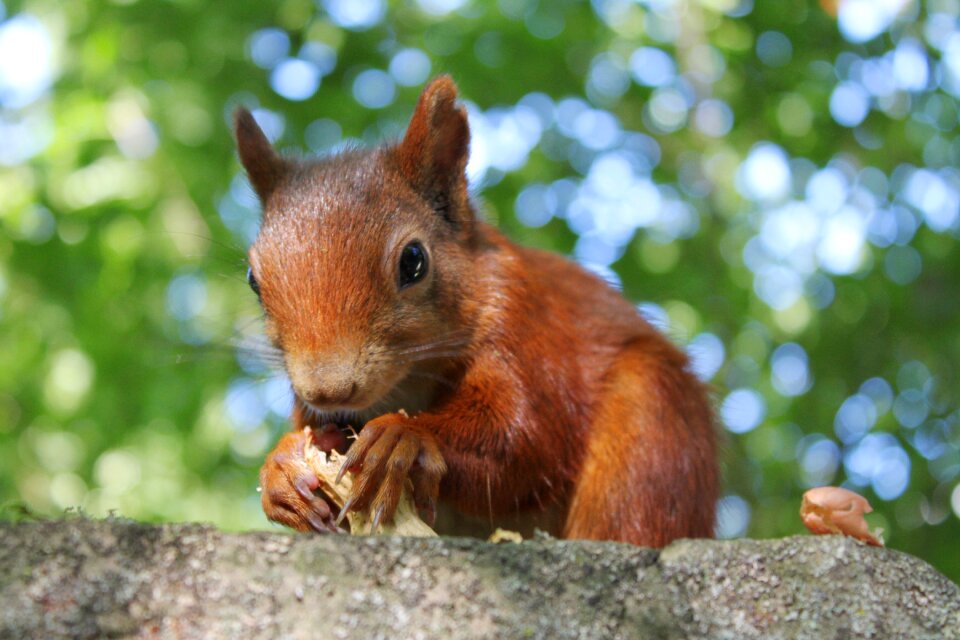Close up squirrel animal world