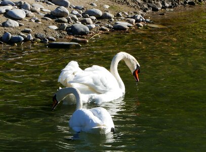 Swans light sun