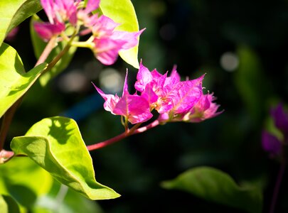 Nature plant blossom photo