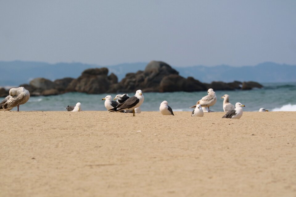 Sea beach coast photo