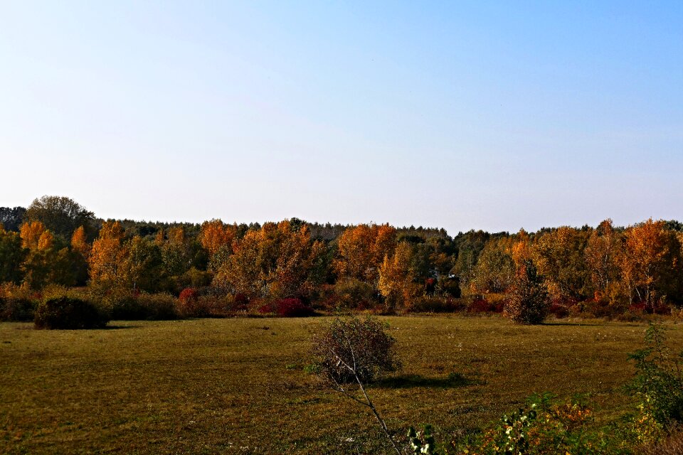 Trees autumn the sky