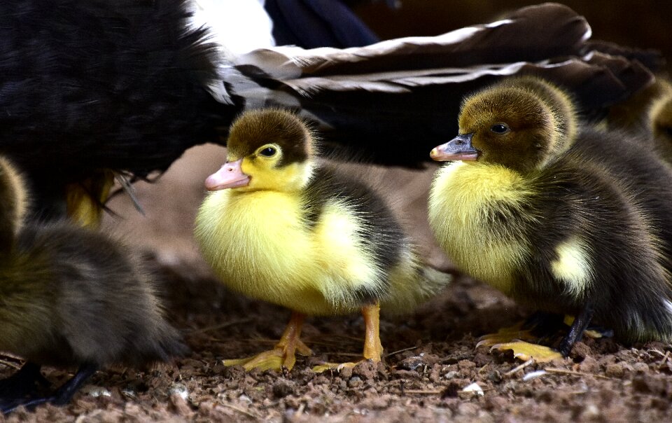 Feathers nature wild ducks