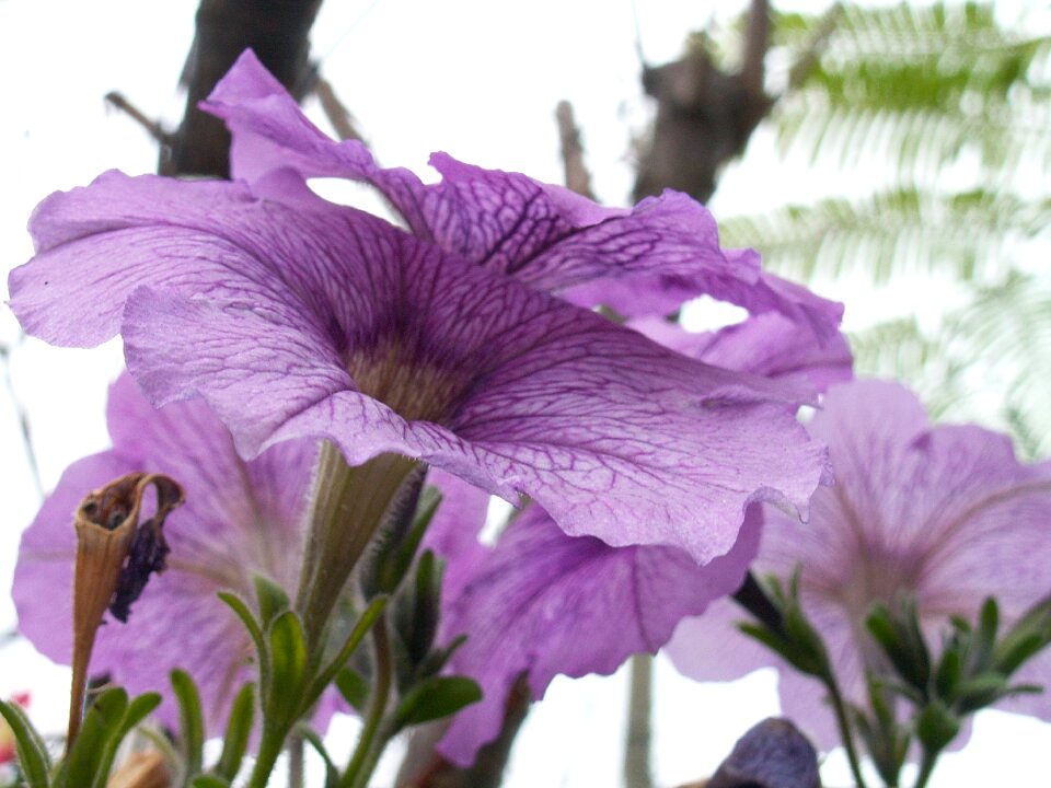 Plant nature garden