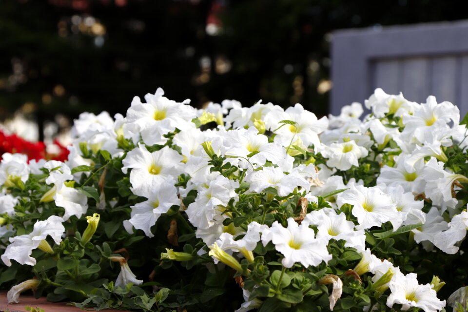 Flower plant flora