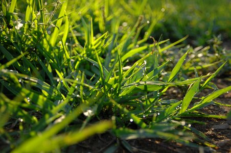 Morning herb abstract