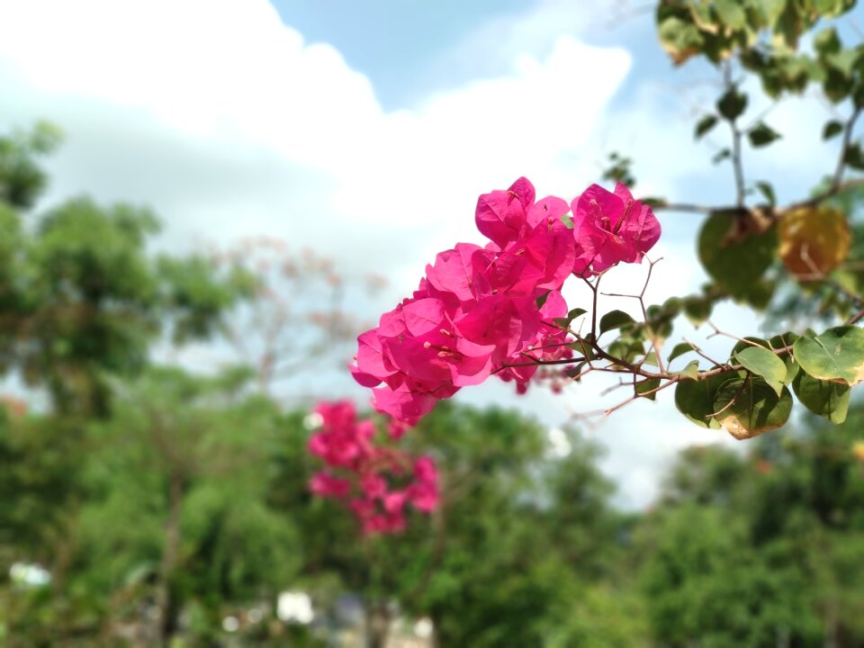 Paper flower delete the font Free photos