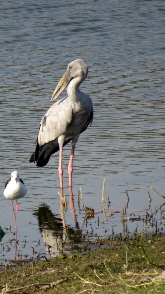 Anastomus oscitans wader ciconiidae