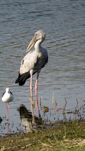 Anastomus oscitans wader ciconiidae photo