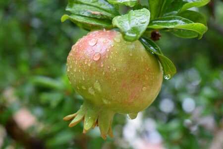 Eat fruits nature