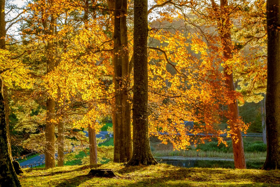 Landscape leaves sunbeam