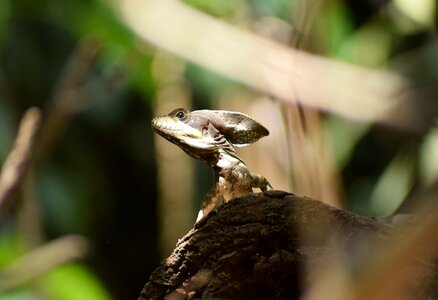 Reptile reptiles biology
