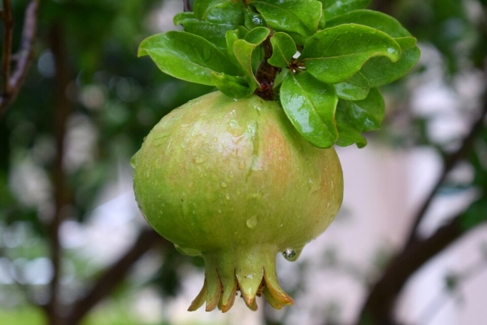 Vitamins delicious nature