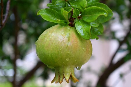 Vitamins delicious nature